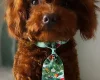 Toy Poodle