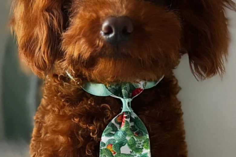 Toy Poodle