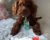 Toy Poodle