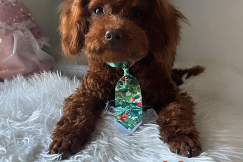 Toy Poodle