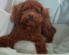 Toy Poodle