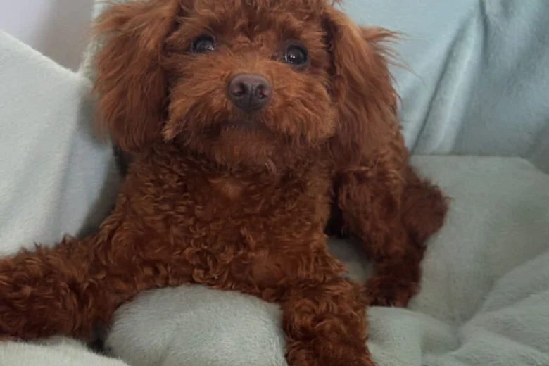 Toy Poodle