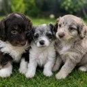 Toy Poodle