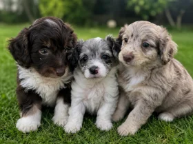 Toy Poodle