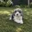 Toy Poodle