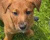 Mixed Breed