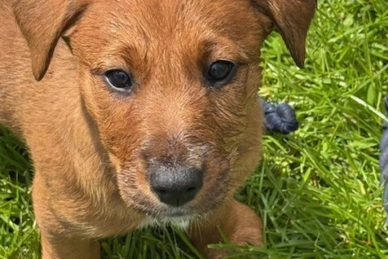 Mixed Breed