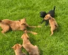 Mixed Breed