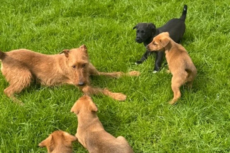 Mixed Breed