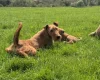 Mixed Breed