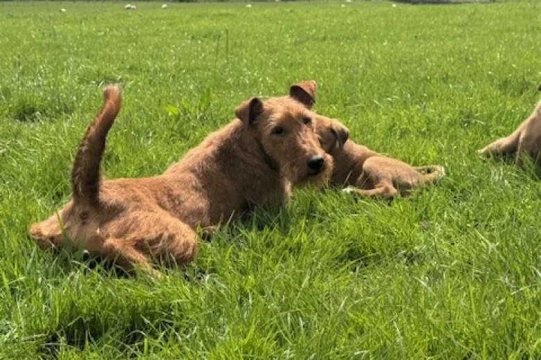 Mixed Breed