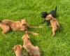 Mixed Breed