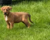 Mixed Breed