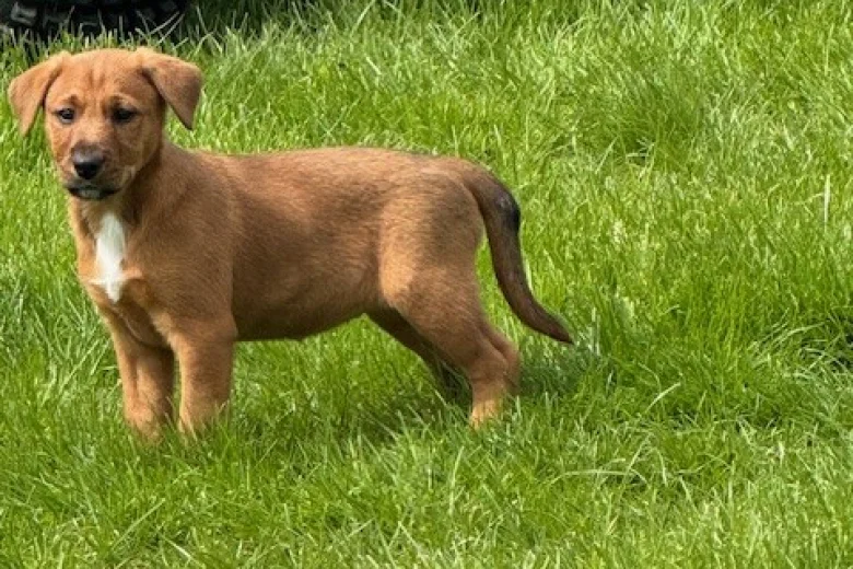 Mixed Breed