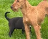 Mixed Breed