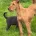 Mixed Breed