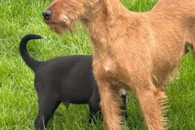 Mixed Breed