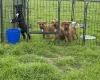Mixed Breed