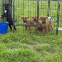 Mixed Breed