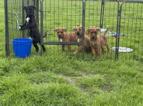 Mixed Breed