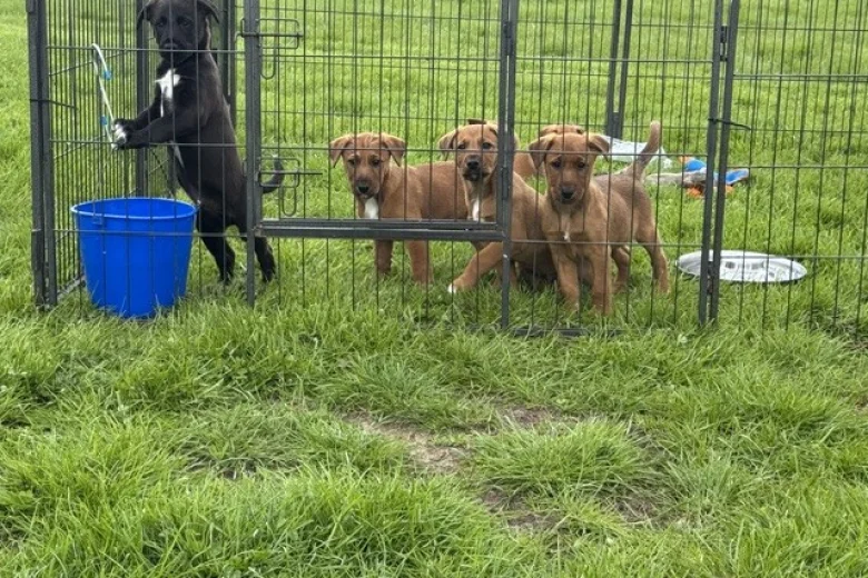 Mixed Breed
