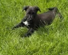 Mixed Breed