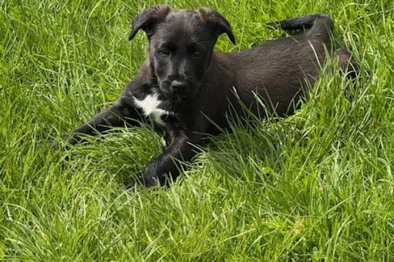 Mixed Breed
