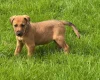 Mixed Breed