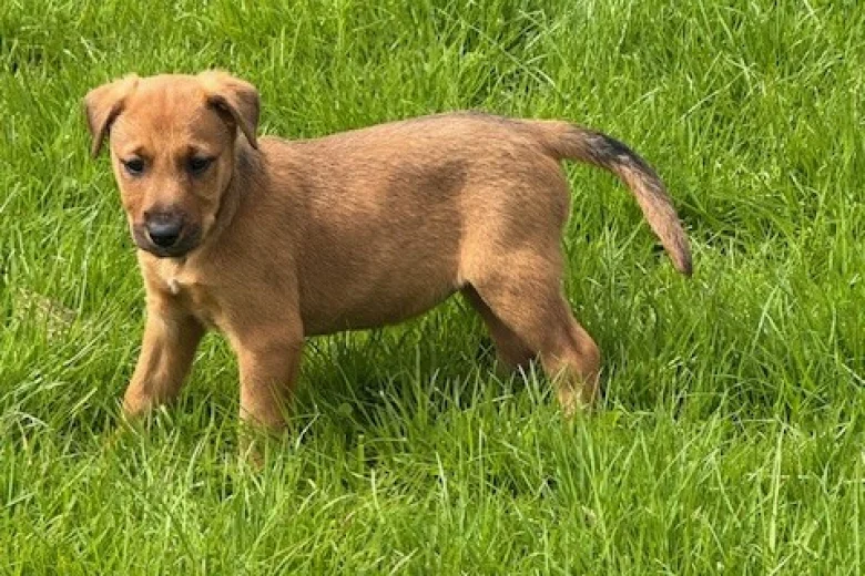 Mixed Breed