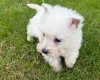 West Highland White Terrier