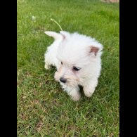 West Highland White Terrier
