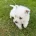 West Highland White Terrier