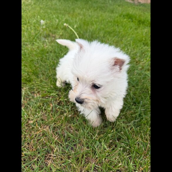 West Highland White Terrier