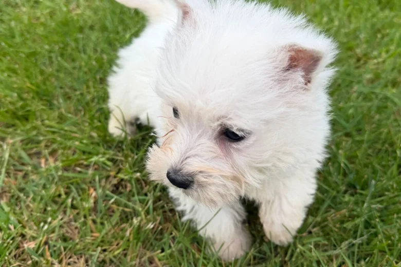 West Highland White Terrier