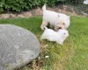 West Highland White Terrier