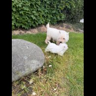 West Highland White Terrier