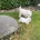 West Highland White Terrier