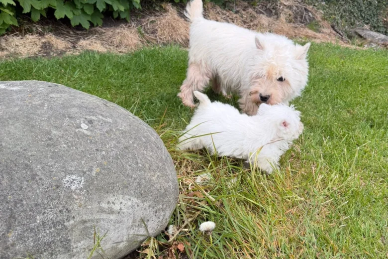 West Highland White Terrier