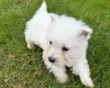 West Highland White Terrier