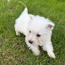 West Highland White Terrier