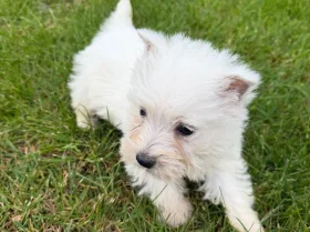 West Highland White Terrier