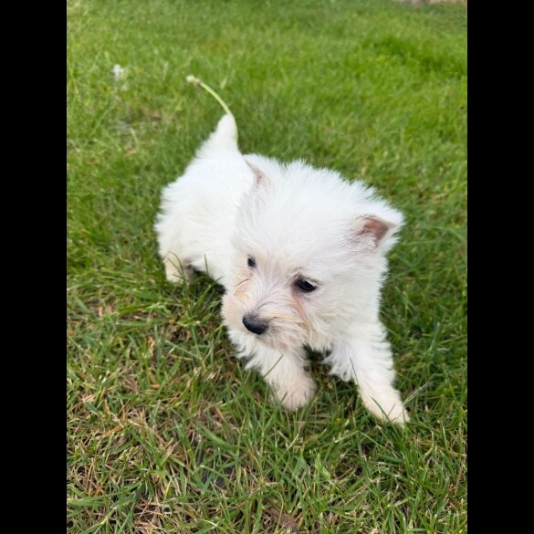 West Highland White Terrier