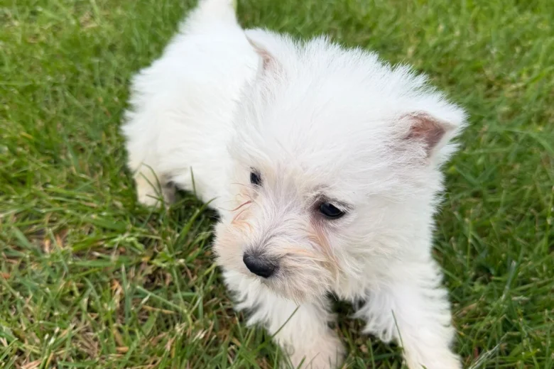 West Highland White Terrier