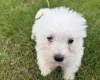West Highland White Terrier
