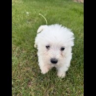 West Highland White Terrier