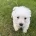 West Highland White Terrier
