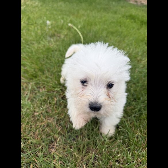West Highland White Terrier