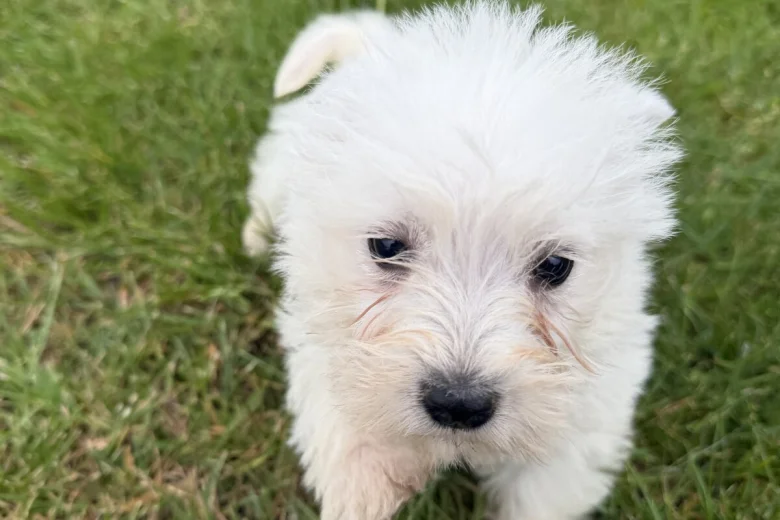 West Highland White Terrier