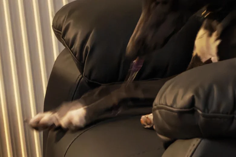 Whippet