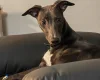 Whippet
